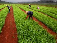 第二批國家農村產業(yè)融合發(fā)展示范園開始申報（附各省分配名額）