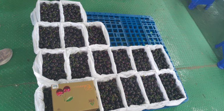 補足短板，迎頭趕上—瓦房店國家現代農業產業園再出發